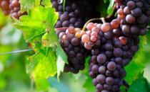 ​常喝自制葡萄酒的好处 葡萄酒的制作方法8个步骤简单完成