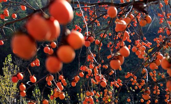 吃柿子最好需要记住下面的禁忌 这样才能做到吃的健康来