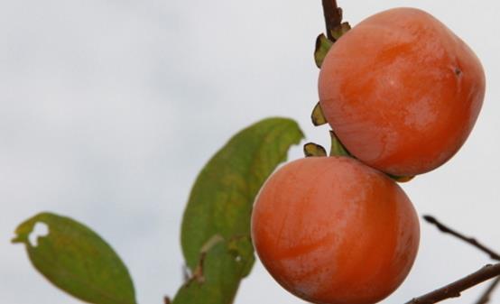 吃柿子最好需要记住下面的禁忌 这样才能做到吃的健康来