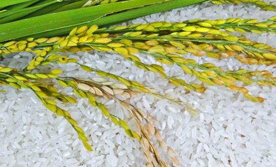 影响大米食用效果的五个重要因素 四招识别致癌大米（大米的重要性）