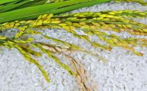 ​影响大米食用效果的五个重要因素 四招识别致癌大米