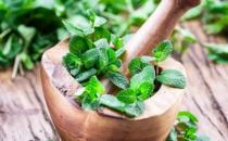 薄荷菜的五种美味做法 食用薄荷菜的禁忌