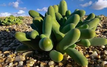 【植物】植物百科_植物百科图片及名称_植物百科知识大全_植物百科全书 【植物】植物百科_植物百科图片及名称_植物百科知识大全_植物百科全书