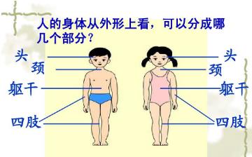 【身体部位】身体部位图_女生男生身体部位介绍_身体有哪些部位