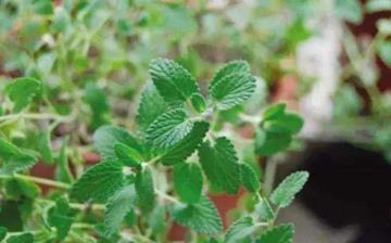 【防蚊植物】驱蚊植物_室内盆栽防蚊_种什么植物可以驱蚊防蚊_驱蚊子最有效的方法