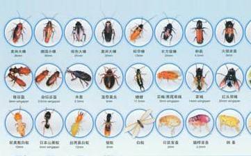 【害虫】常见的害虫有哪些_什么是害虫_消灭害虫_病虫害防治