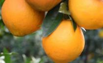 ​橙子皮也有很高的利用价值 橙子皮的功效与作用 