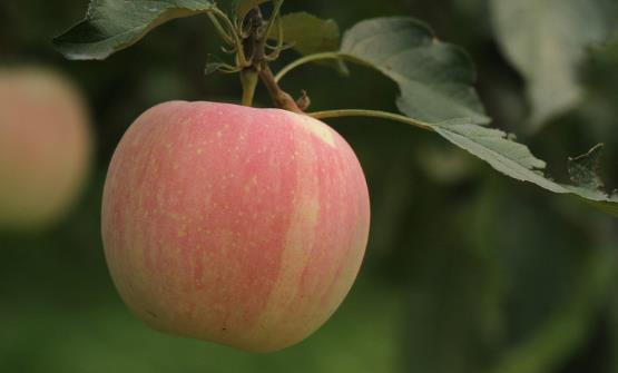 常吃苹果使人心情愉悦 不必太纠结吃苹果早上还是晚上好 