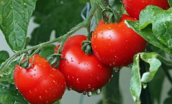 经常吃番茄对身体有4个好处 空腹吃番茄易引起腹痛