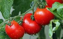 ​经常吃番茄对身体有4个好处 空腹吃番茄易引起腹痛