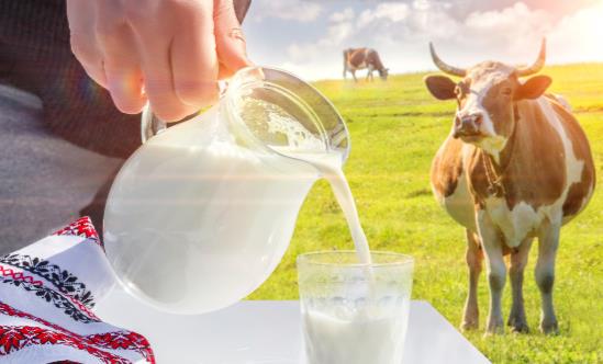 老年人常喝牛奶能预防骨质疏松 这几类老年人不要喝牛奶