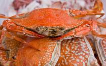 海蟹需要蒸多久才可以食用 蒸海蟹的方法推荐