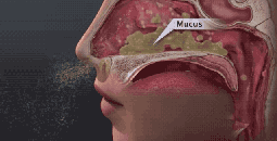 春季鼻敏感，儿科专家鲍秀兰给大家支招！