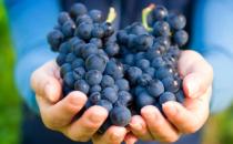 葡萄上的白霜是什么 葡萄白霜不清洗干净吃了对身体有害吗