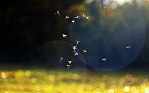 家有宝宝如何驱蚊，日本叮叮给你支招！