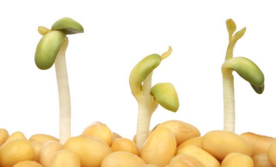 黄豆的10大功效 推荐瘦身丰胸的黄豆菜