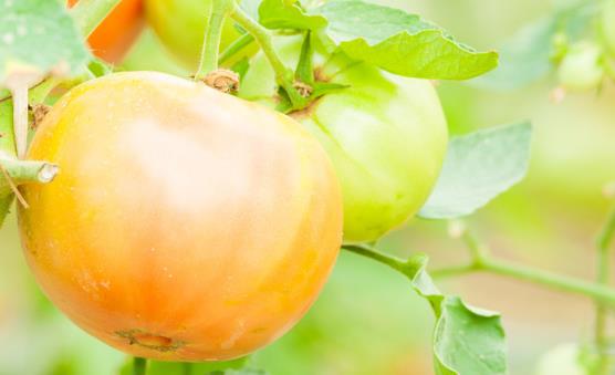 番茄搭配5种菜很营养 未成熟的番茄不宜食用