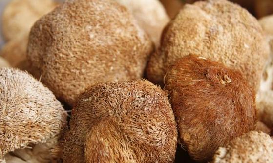 猴头菇有荤中素之称 猴头菇的家常做法