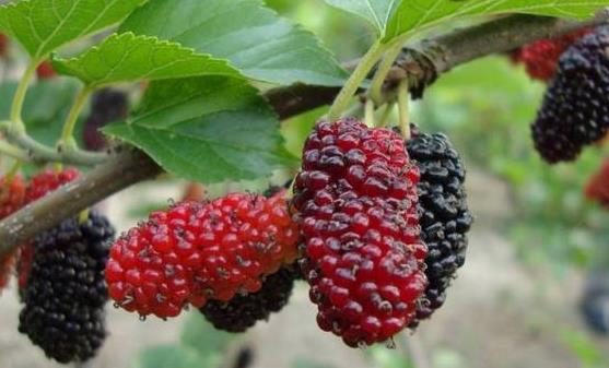 日常保健具有滋阴功效的10种食物 春秋季节食用更好