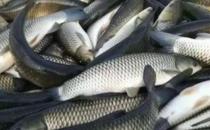 ​食用草鱼对肿瘤有防治作用 推荐草鱼的烹饪方法