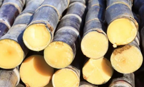 甘蔗素有补血果的美称 甘蔗马蹄水润肠通便肠道排毒