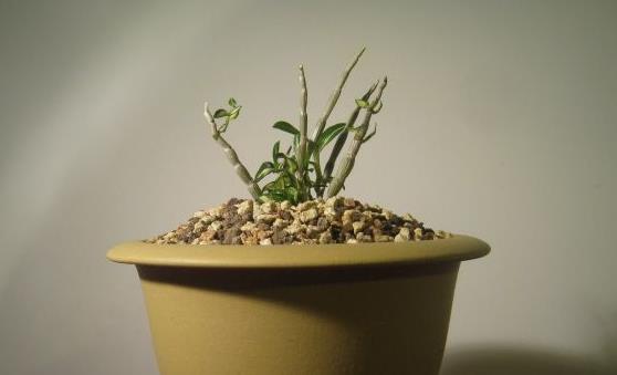 脾胃好身体好 靓汤煲起来吧