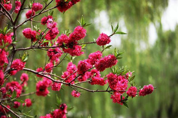 足太医丨春日好时光,养生正当时
