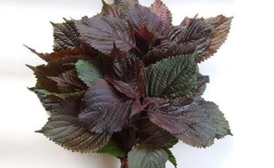 紫苏叶搭配食材有养生效果 推荐十大紫苏叶调理的养生食谱