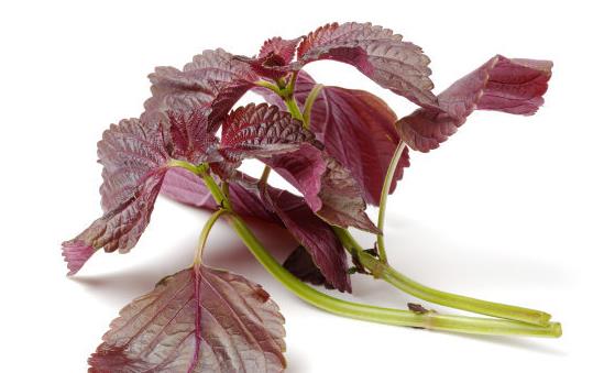 紫苏叶搭配食材有养生效果 推荐十大紫苏叶调理的养生食谱