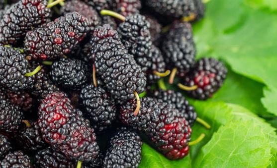 20种补血养气的食物 让你拥有好气色。