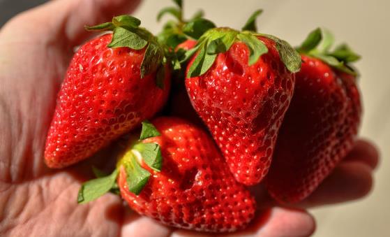 吃草莓的食用禁忌