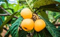 ​枇杷果是营养保健的养生水果 枇杷治咳嗽食疗方推荐