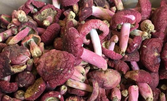 红菌菇的功效与作用 红菇的两种美味吃法