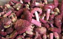 ​红菌菇的功效与作用 红菇的两种美味吃法