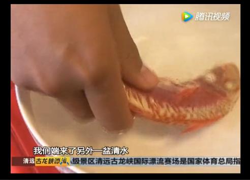 无良商贩用人工合成色素胭脂红给三苏红鱼上色，用手摸手会被染红