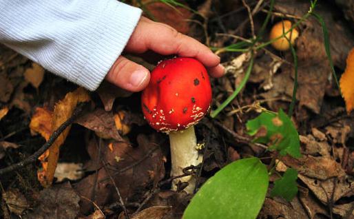 吃蘑菇中毒为什么会出现幻觉 毒蘑菇怎样吃才不中毒