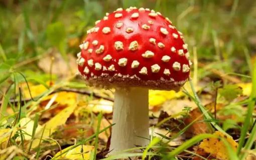 吃蘑菇中毒为什么会出现幻觉 毒蘑菇怎样吃才不中毒