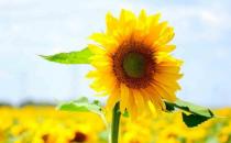 每日花语——向日葵的寓意是什么？