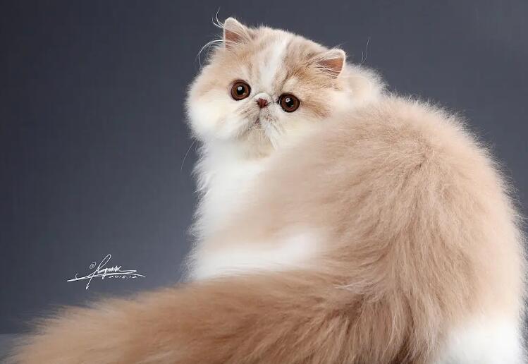 波斯猫(波斯猫she)