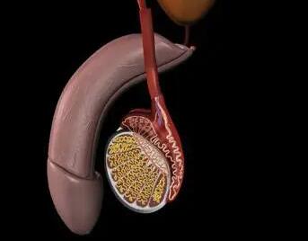 春袋(春袋痒是什么问题)